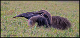 anteater w baby.jpg