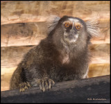 marmoset monkey at Karens birthday lunch .jpg