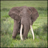elephant w big tusks.jpg