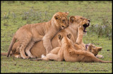 lioness wcubs playing .jpg