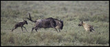 wildebeest hyena attack.jpg