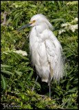 snowy egret.jpg