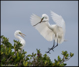great egret brings stick to mate.jpg