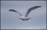 Glaucous-winged Gull in flight.jpg