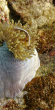 Clownfish, Richelieu Rock