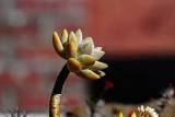 N1V1_4497_Succulent.jpg