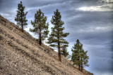 Mono Basin National Forest