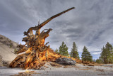 Mono Basin National Forest