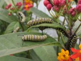 2014 202.jpg Monarch butterfly, Milkweed 