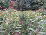 Milkweed 2014 721.jpg