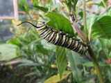 Monarch butterfly,  monarch caterpillar 2014 170.jpg