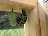 Monarch butterfly 9 - 12 - 2014 113.jpg