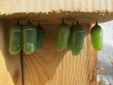 Monarch butterfly  chrysalis, 9 - 12 - 2014 117.jpg