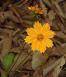 Coreopsis, Eared