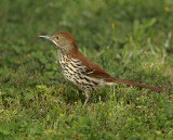 Brown Thrasher