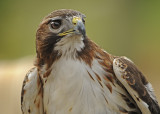 Red-tailed Hawk