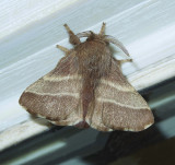 Eastern Tent Caterpillar Moth (7701)