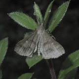 Discolored Renia Moth (8381)