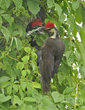 <b>Pileated Woodpeckers Feeding VIDEO</b>