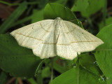 Confused Eusarca Moth (6941)