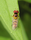 Common Oblique Syrphid (Allograpta obliqua)