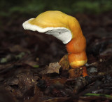 Unidentified Mushroom