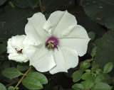 Wild Potato Vine with Bee