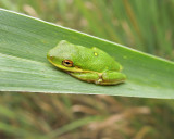 Green Tree Frog