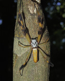 Female, Portrait