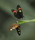 Heliconius Erato Phenotypes Mating