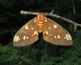 U.S. MOTHS:  Epiplemidae - Noctuidae:Catocalinae