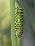 Eastern Black Swallowtail Caterpillar
