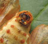 Regal Moth (7706) Male Claspers