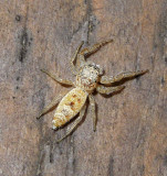 Hentzia sp.