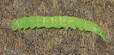 Baltimore Bomolocha Moth Caterpillar (8442)