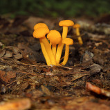 Unidentified Mushrooms