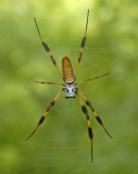 Female, Dorsal