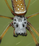 Female, Head Detail, Dorsal