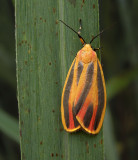 Scarlet-winged Lichen Moth (8089)