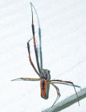 Male, Dorsal