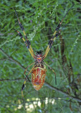 Female, Ventral