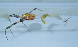 Female and Male in Web