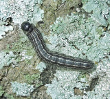 Anguss Datana Moth Caterpillar (7903)