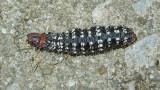 Azalea Caterpillar Moth (7905)