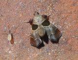 Dimorphic Tosale Moth (5556)