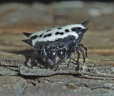 Spinybacked Orbweaver 