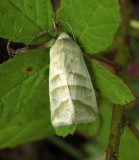 Subflexus Straw Moth (11070)