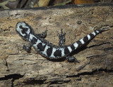 Marbled Salamander 