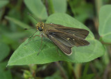 Ocola Skipper