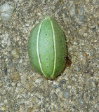 Shagreened Slug Moth Caterpillar (4669)
